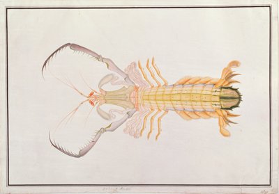 Camarón Mantis, de Dibujos de Animales, Insectos y Reptiles de Malaca, c.1805-18 de Chinese School